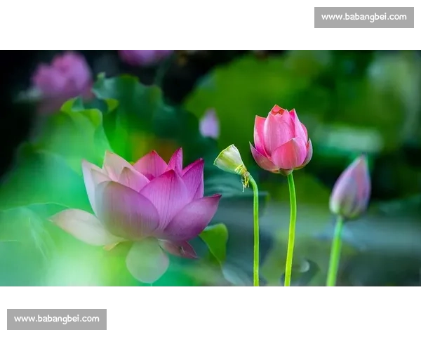 二、胜负抉择与最终结果的多重影响分析